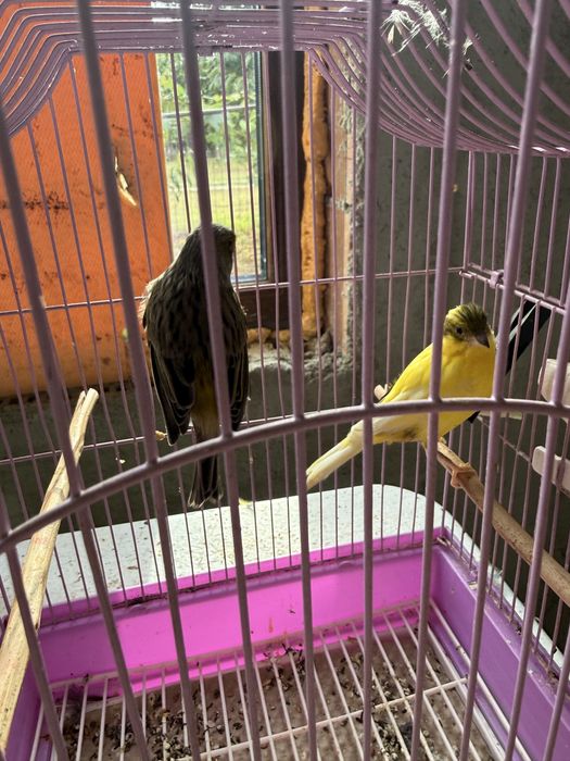 Canari Timbrado