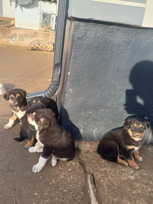 Katta bo'ladigan kuchukchalar bor!