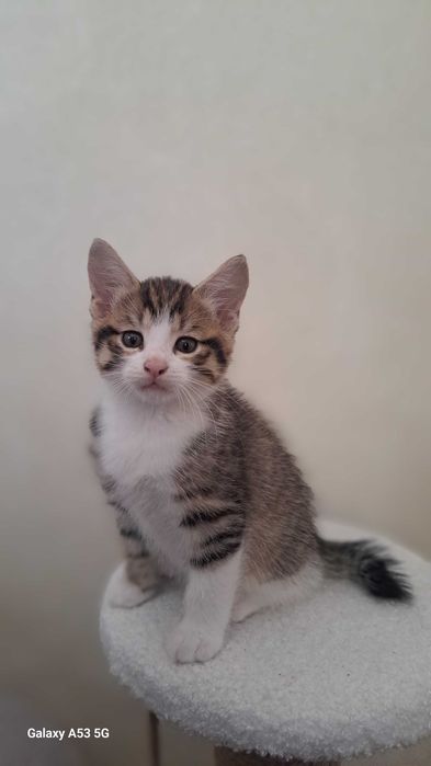 Курильский бобтейл! Котяиа-рысята!