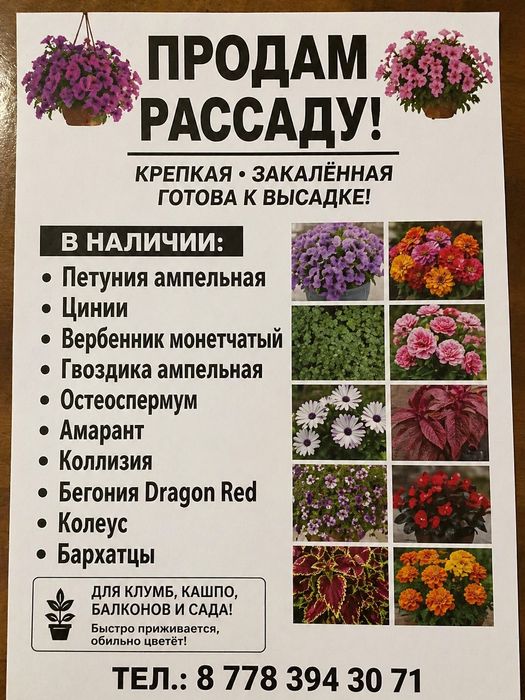 Продам рассаду цветов