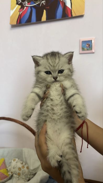 породистый котенок