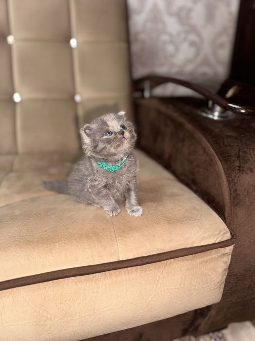 Скоттиш страйт мальчик от правильной вязки