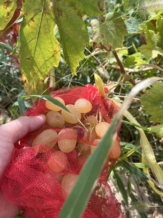 Винограды домашние