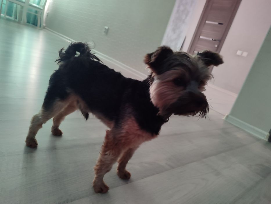 Готов к связке кабель  Йорк