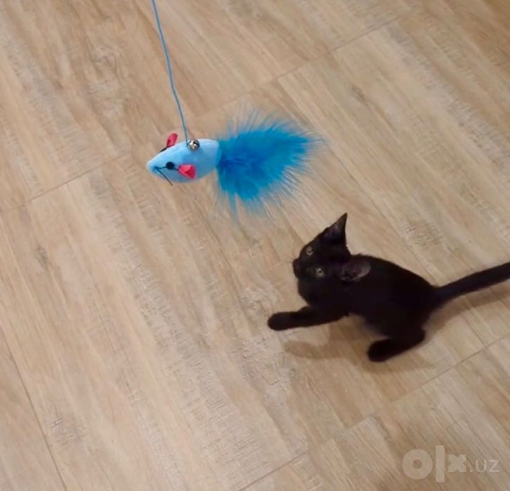 Котёнок чисто чёрный