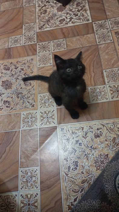 Котенок мальчик в хорошие руки