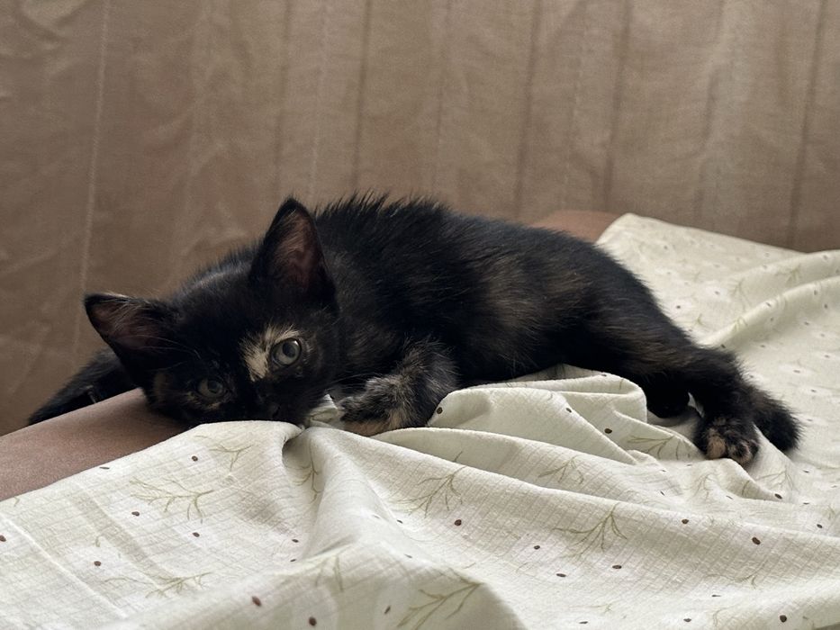 Отдам котёнка девочку