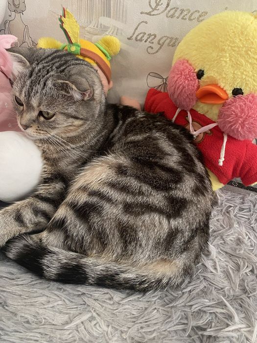 Ищем котика для вязки