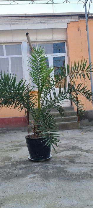 Xurmo palmasi sotiladi

Uy va hovli uchun chiroyli palma daraxti so
