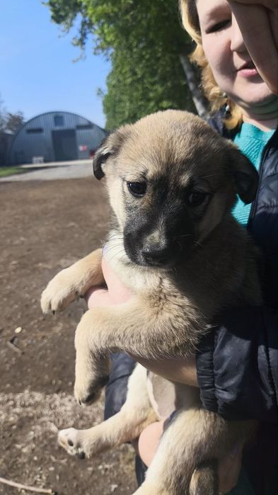 Отдам даром щенят