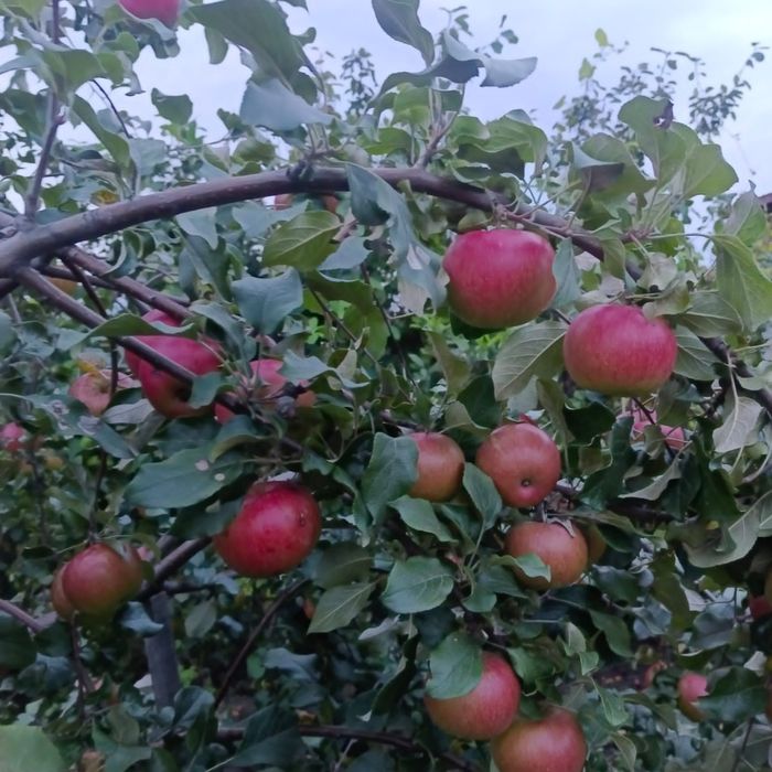 Отличная дача с банькой!