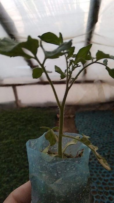 Pamedor gul koʻchatlar sotiladi