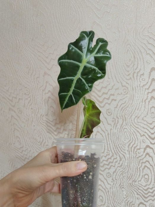 Комнатные растения