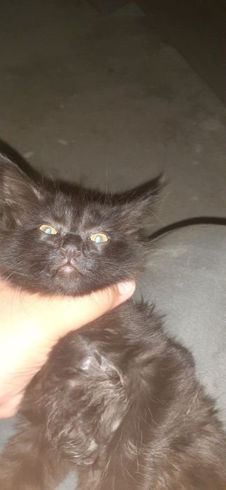 Rangi qora zoti  toza