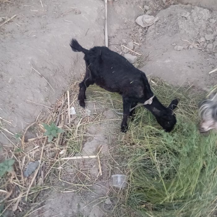 Echki ona bacha sotiladi