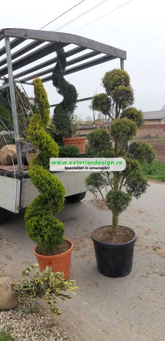 Plante Ornamentale de Umbra - Modele deosebite, Mesteacăn tei platani