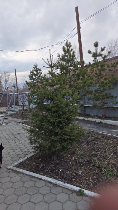 Шырша,карагай сатамын ПРОДАМ ели,сосны ели