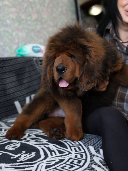 Тибетски мастиф