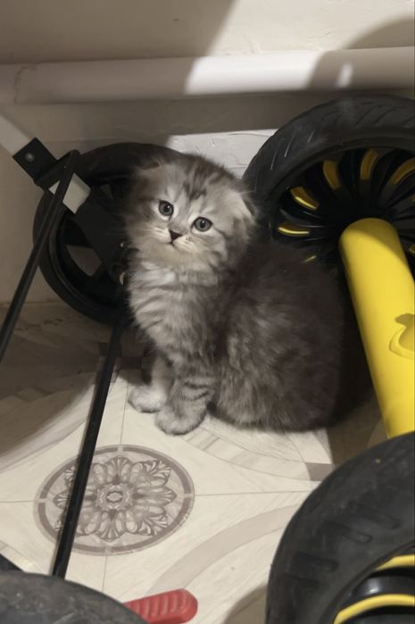 Продам котенка девочку