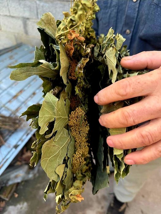 Веники для бани +Доставка