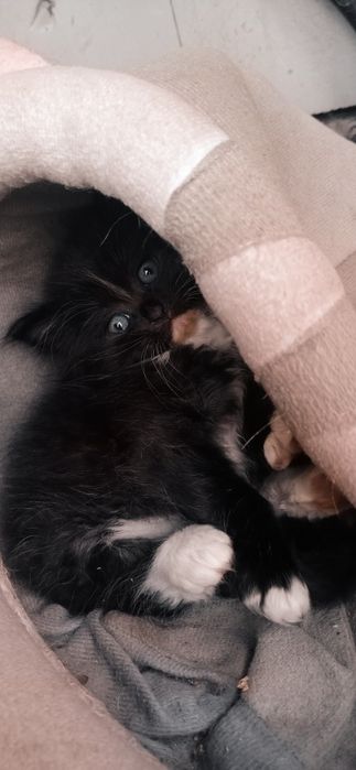 Отдам котят в добрые руки