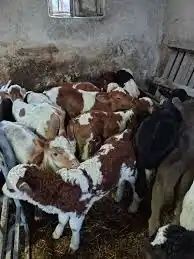 Schimb vacă românească