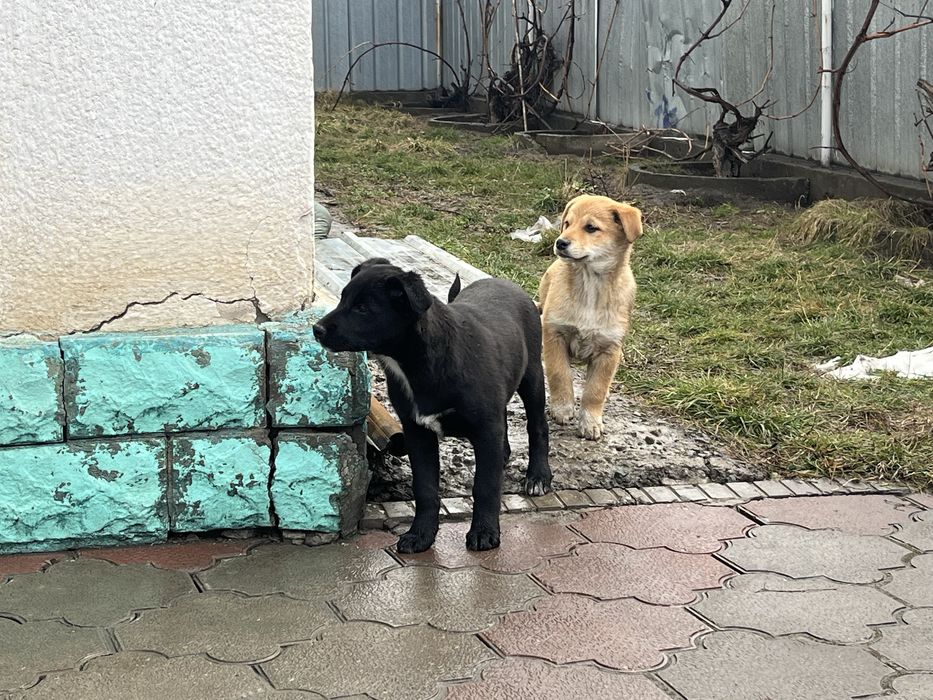 Щенки девочки милые.