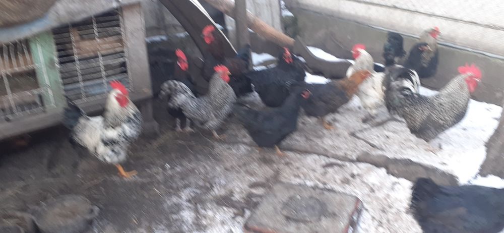 Mai mulți cocoși bun care calcă găinile și de tăiat.