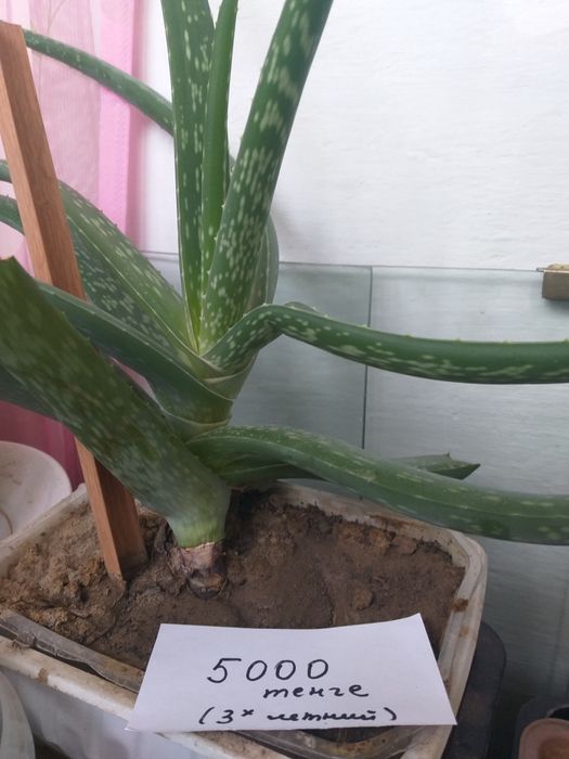 Алоэ вера лечебный