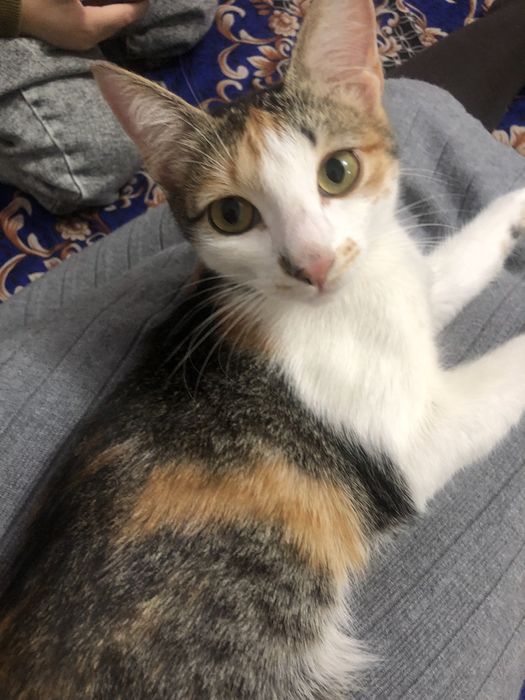 Мысықты беремін лоток бар.