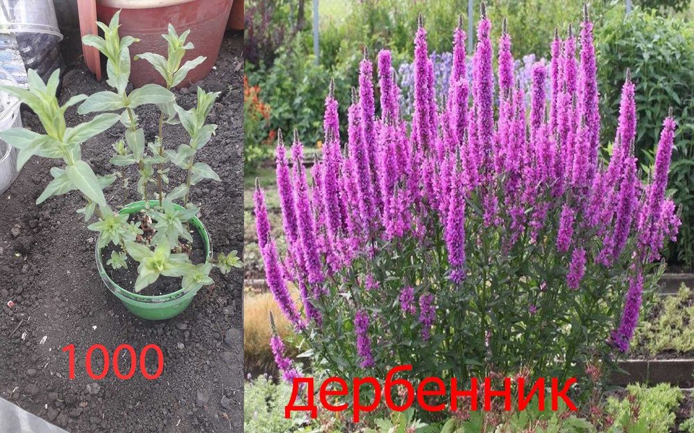 Цветочки   разные  продам