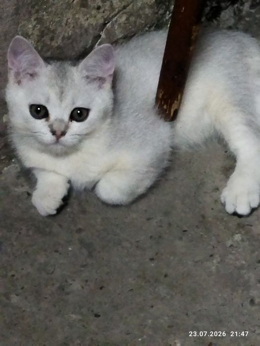 Срочно продаются шотландские котята