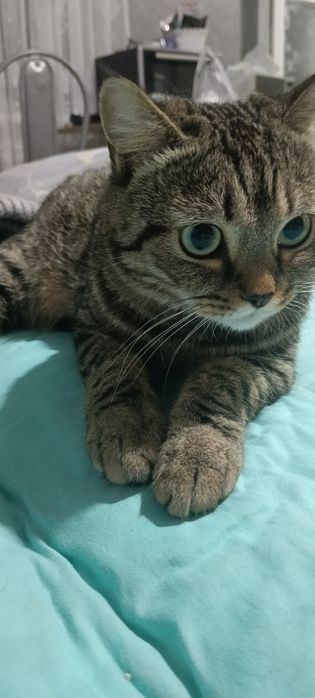 Отдам кота в добрые руки