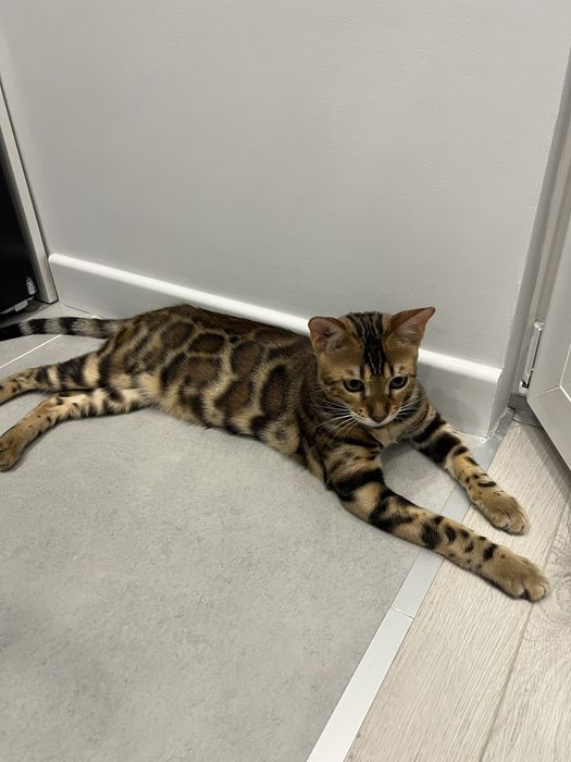 Бенгальская кошка