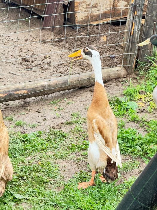 Vand rate alergatoare indiene asiatice pret redus