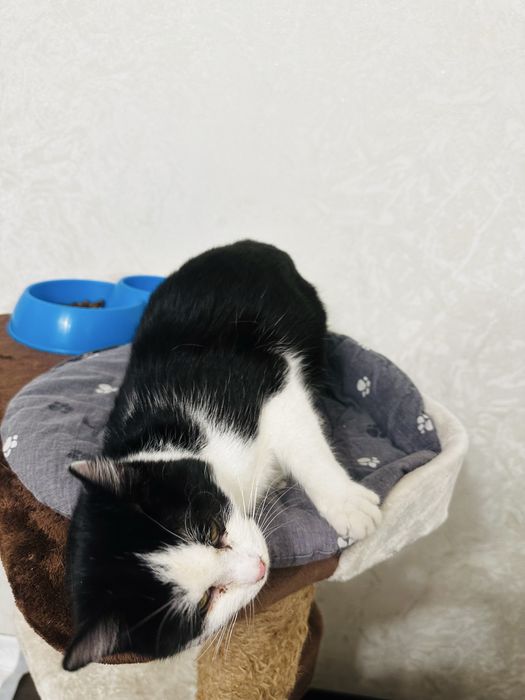 В добрые ручки отдается Филька