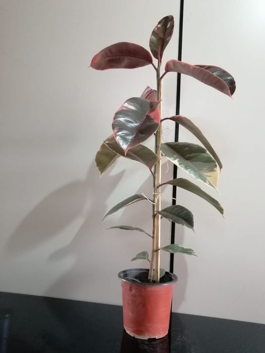 Цветы офисные комнатные