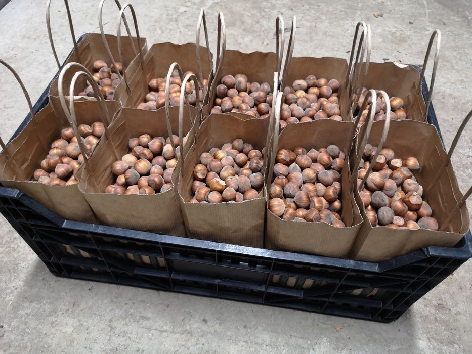 Alune de Padure Tonda Gentile Romana - Productie 2025