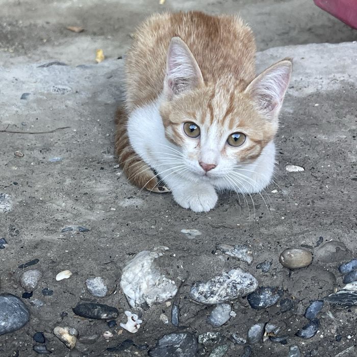 Котят отдам даром,есть еще второй