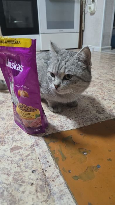 Продам шотладский кот