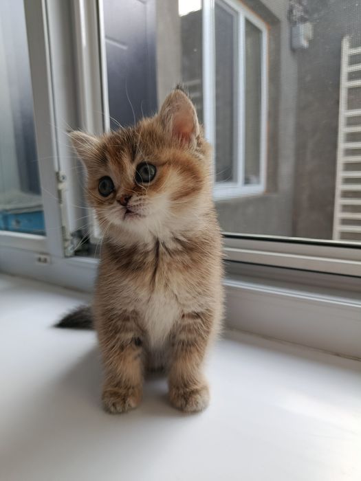 Продается кошечка скотиш страйт