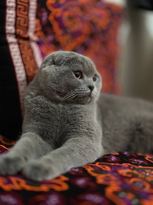 Чистокровный кот БАРОН на вязку