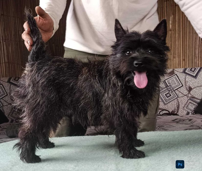 Cairn terrier mascul