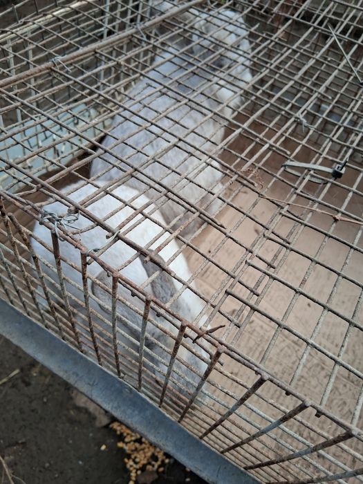 Iepuri pitici cap de leu și berbec german