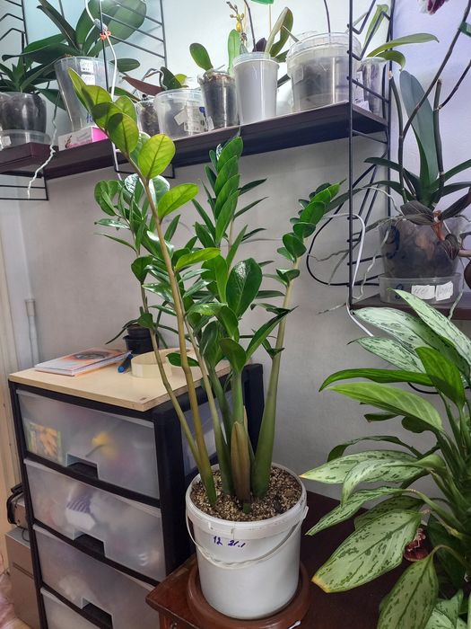 Цветы  комнатные