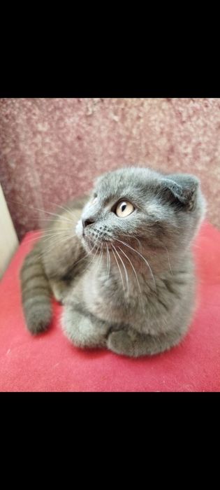Вислоухий серый котёнок