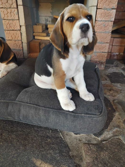Pui de Beagle friendly