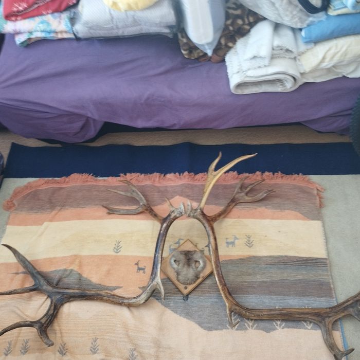 Продам рога в хорошем состояние