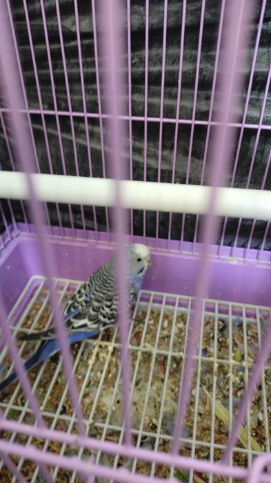 Попугай самка и самец