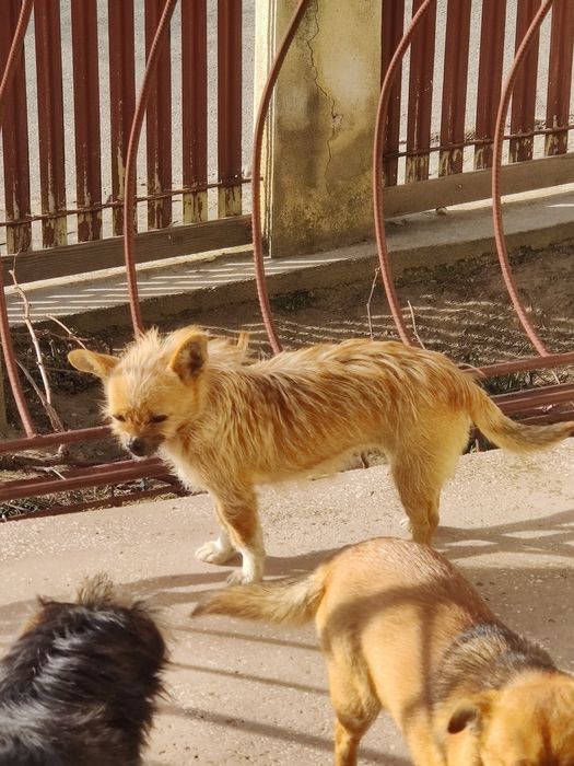 Donez 3 cățelușe – cipate, vaccinate, foarte jucăușe